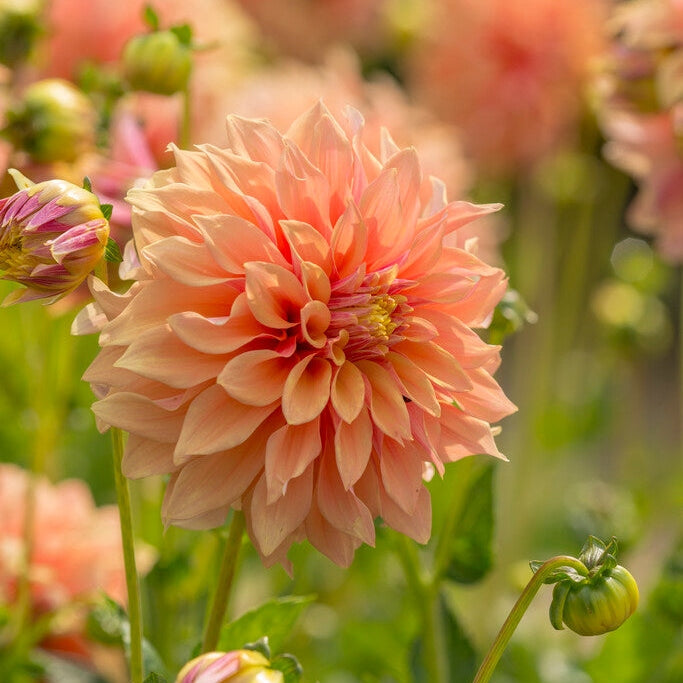 Dahlia Dekorativ Tyrell 1-pakning